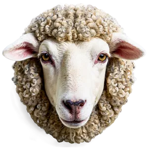 Sheep Face PNG 05232024