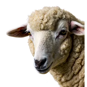Sheep Face PNG Lbk51