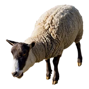 Sheep Head PNG Xfi45