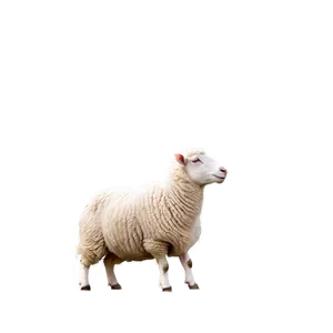 Sheep With Wool PNG Mjr9