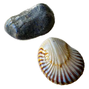 Shell And Beach Pebbles Png 43 PNG image
