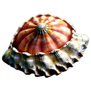 Shell And Coral Png 69 PNG image