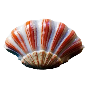 Shell And Coral Png 77 PNG image