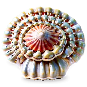 Shell And Coral Png 82 PNG image