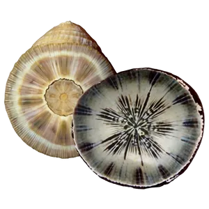 Shell And Sand Dollar Png 05212024 PNG image