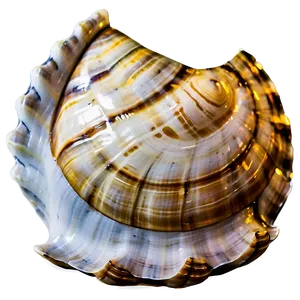 Shell Close-up Texture Png Pkh PNG image