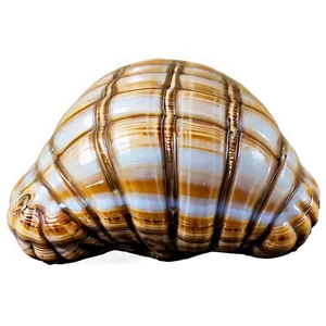 Shell Close-up Texture Png Yny65 PNG image
