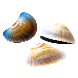 Shell Discovery On Beach Png 46 PNG image