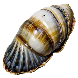 Shell Discovery On Beach Png 75 PNG image