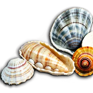 Shell Discovery On Beach Png Rri54 PNG image