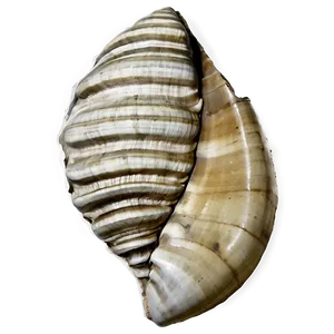 Shell Fossil Png Rgn PNG image
