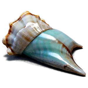 Shell In Ocean Breeze Png Kyu63 PNG image