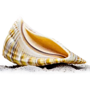 Shell In Sand Png Pjd PNG image