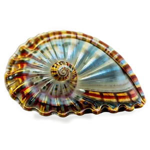 Shell On Shoreline Png 05212024 PNG image