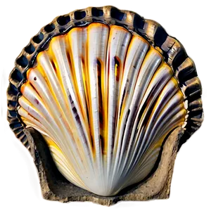 Shell On Shoreline Png Uua38 PNG image