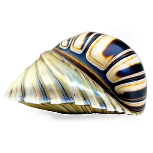 Shell On Shoreline Png Wmi PNG image