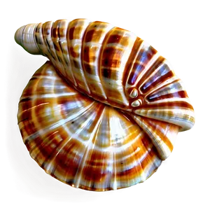 Shell Pattern Background Png 05212024 PNG image