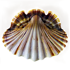 Shell Pattern Background Png 12 PNG image