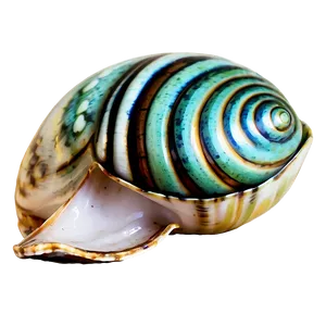 Shell With Sea Foam Png 52 PNG image