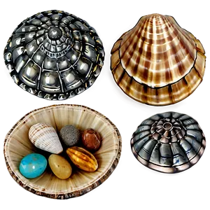 Shells And Beach Pebbles PNG 06212024
