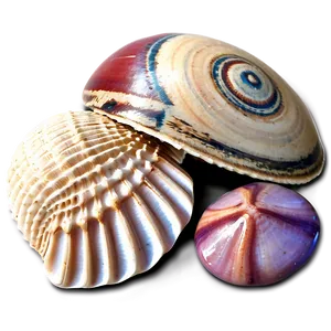 Shells And Beach Pebbles PNG Lnn73