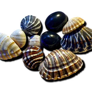 Shells And Beach Pebbles PNG Ugc