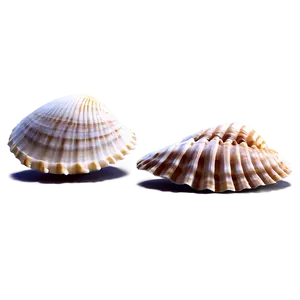 Shells And Coastal Scene PNG Abp PNG