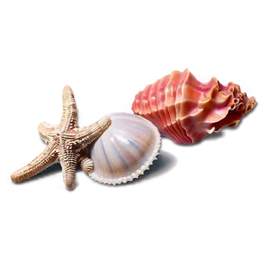 Shells And Coral Png Ful PNG image