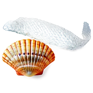 Shells And Fish Net PNG 06212024 PNG