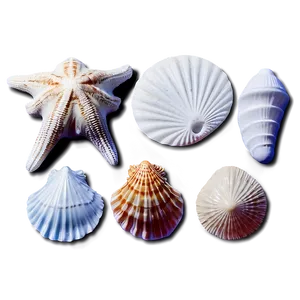 Shells And Sand Dollar PNG 06212024