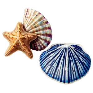 Shells And Sand Dollar PNG 9