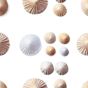 Shells And Sand Dollar PNG Iwo