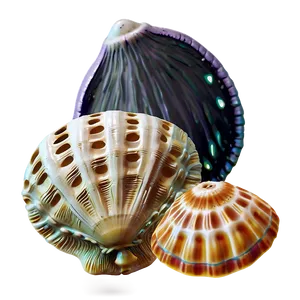 Shells And Sand Dollar PNG Wcn