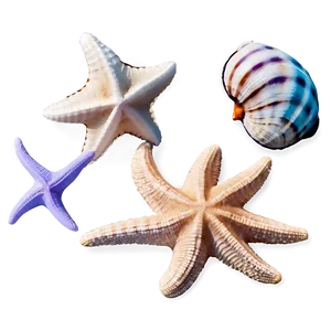 Shells And Starfish Png 57 PNG image