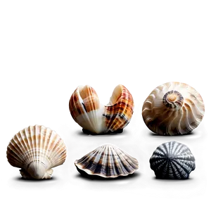 Shells Collection Display PNG 28 PNG