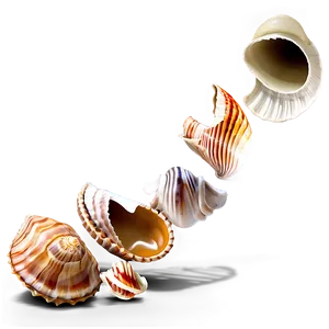 Shells Collection Display PNG Gak PNG