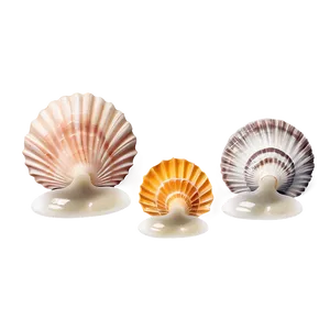 Shells Collection Display PNG Imb83 PNG