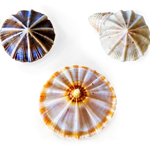 Shells In A Row PNG 19