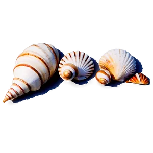 Shells In A Row PNG 45