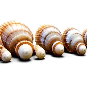 Shells In A Row PNG Wyw94
