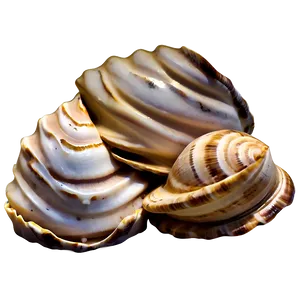 Shells In Sandy Beach PNG 06212024 PNG