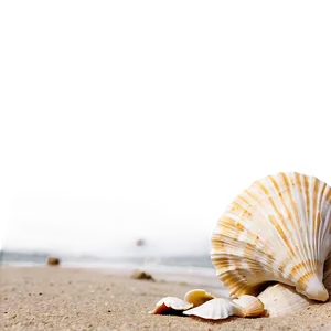 Shells In Sandy Beach PNG Xcx PNG