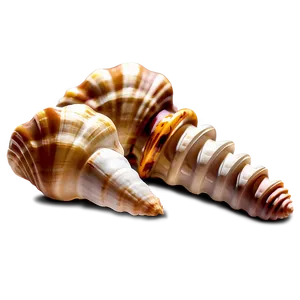 Shells In Sunlight PNG Csd