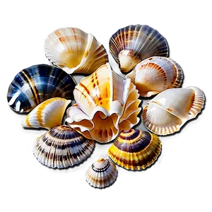 Shells On Beach Png 06212024 PNG image