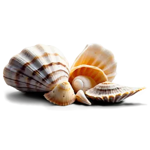 Shells On Beach Png Wcl PNG image