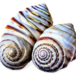 Shells On Sand Dunes PNG 63