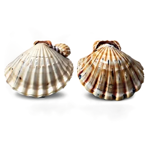 Shells On Seaside PNG Fxq35 PNG