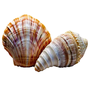 Shells On Seaside PNG Ohs22 PNG