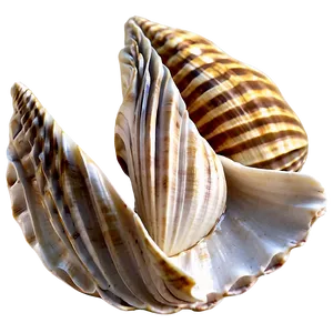 Shells On Wooden Surface PNG Dpm21
