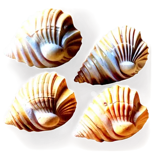 Shells On Wooden Surface PNG Vyn22